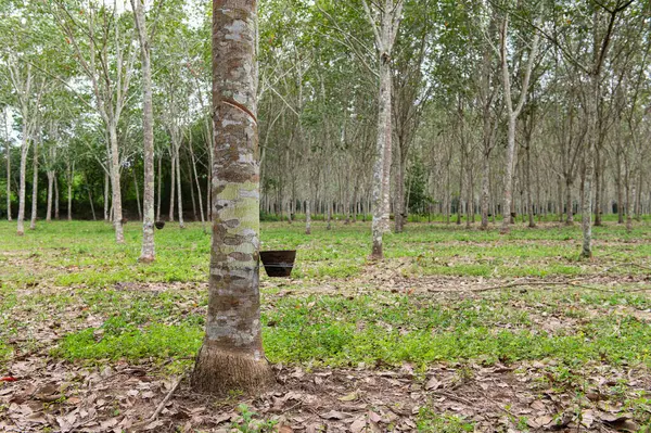 Bahçedeki lastik ağaçlar, Tayland 'daki lastik tarlalar, tarım, ekonomi, sanayi, ahşap bitkiler.
