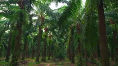 Ekinlikte bir sıra yağ palmiyesi (elaeis guineensis))