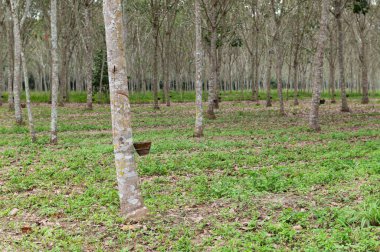 Bahçedeki lastik ağaçlar, Tayland 'daki lastik tarlalar, tarım, ekonomi, sanayi, ahşap bitkiler.