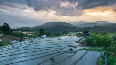 Yağmur mevsiminde güzel yeşil pirinç tarlaları veya Ban Pa Bong Piang 'ın çeltik tarlaları, Chiangmai, Tayland, çekim zamanı