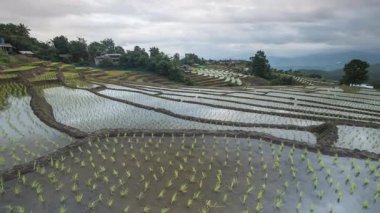 Yağmur mevsiminde güzel yeşil pirinç tarlaları veya Ban Pa Bong Piang 'ın çeltik tarlaları, Chiangmai, Tayland, çekim zamanı