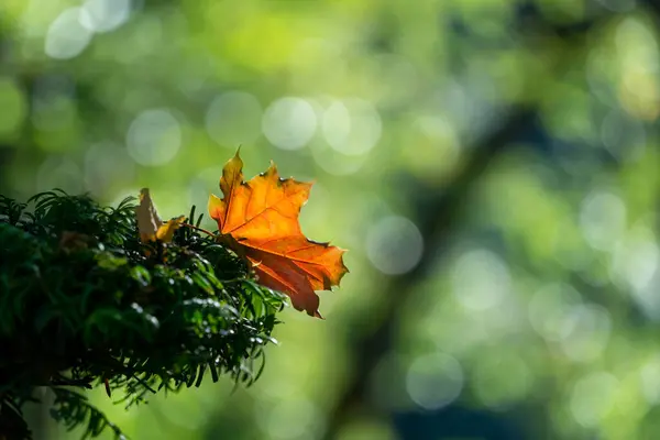 Осенние Жёлтые Листья Дуба Осеннем Парке Осенний Фон Листьями Красивый — стоковое фото