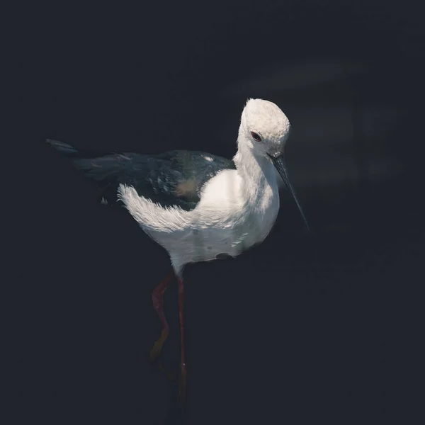 Close-up of a bird isolated on clean dark background looking at camera, with space for text. Serengeti park, Tanzania