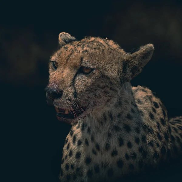 Close-up of a cheetah isolated on clean dark background looking at camera, with space for text. Serengeti park, Tanzania