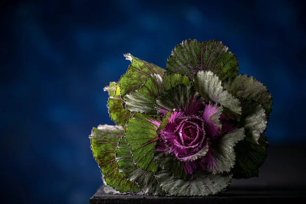 Närbild Prydnad Grön Och Lila Kål Blomma Isolerad Mörkblå Bakgrund — Stockfoto