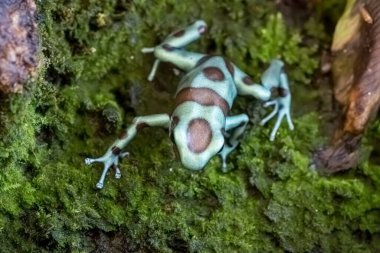 Yeşil ve siyah kurbağa (Dendrobates auratus) veya yeşil ve siyah zehirli ok kurbağası. Yakın çekim.