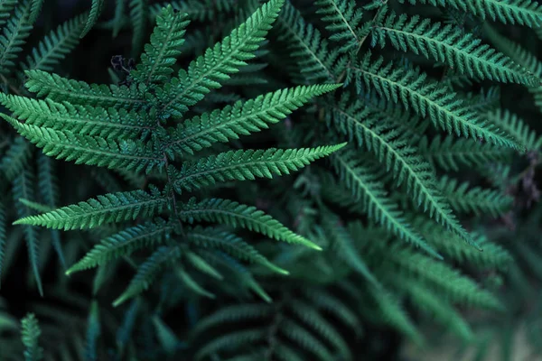 完璧な自然な若いシダの葉パターンの背景 ダークでムーディーな感じ トップビュー スペースのコピー — ストック写真