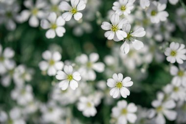 Çayırda çiçek açan beyaz çiçeklerin en üst görüntüsü. Güzel doğa. yaz konsepti