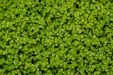 Doğal bitki örtüsü, yeşil bitki arkaplanı. Yaprak dokusu. Yeşil bitki doğal desen arka planı