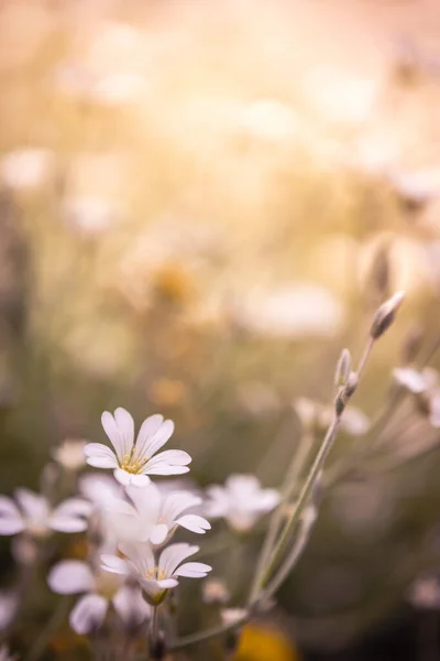 Primer Plano Flores Blancas Florecientes Prado Hermosa Naturaleza Concepto Verano — Foto de Stock