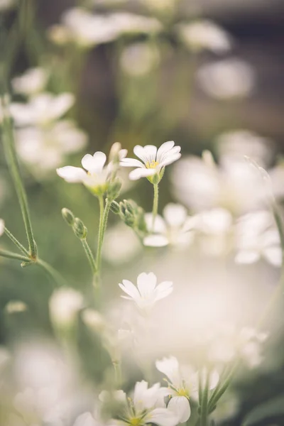 Primer Plano Flores Blancas Florecientes Prado Hermosa Naturaleza Concepto Verano — Foto de Stock