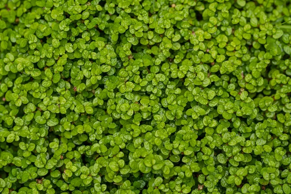 Natural Foliage Leaves Green Plant Background Leaf Texture Green Plant — Stock Photo, Image