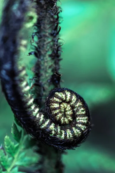 Κοντινό Πλάνο Των Όμορφων Κατσαρά Νεαρά Φύλλα Φτέρη Πράσινο Φόντο — Φωτογραφία Αρχείου