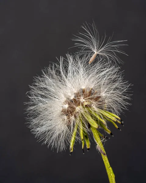 stock image close-up of a dandelion on black background. isolated seed on the head of the flower. artwork shot