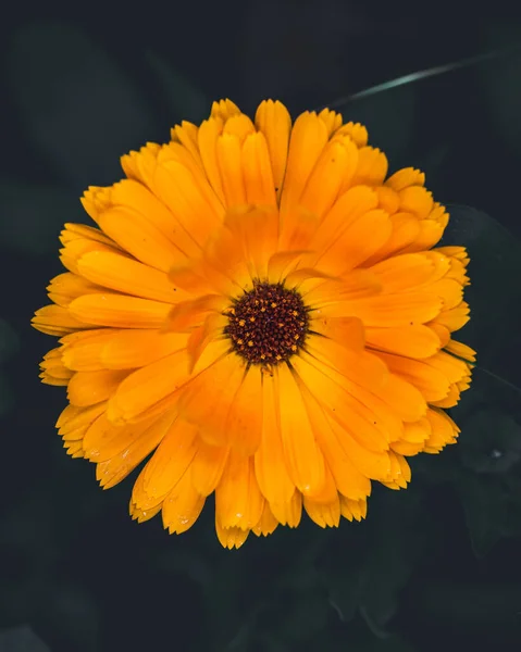 Widok Góry Calendula Officinalis Marigold Pomarańczowy Kwiat Zielonym Ciemnym Tle Obraz Stockowy