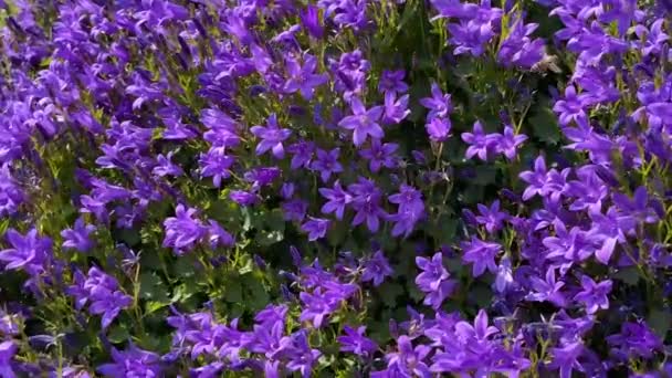 ハチミツやヨーロッパのハチミツ アピスメリファーラ が紫色のベルフラワーカンパノラの花の蜜を食べる映像 — ストック動画