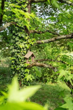İlkbaharda ağaçta el yapımı ahşap bir yuva kutusu. Çok güzel yeşil bir renk. Doğa ve ekoloji kavramı