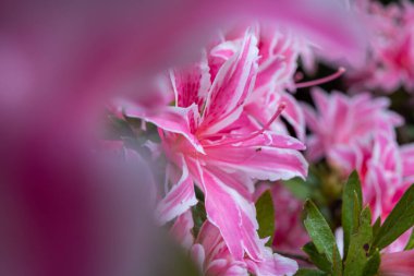 Rhododendron indicum 'un pembe çiçekleri, seçici yumuşak odaklı yakın plan fotoğraf