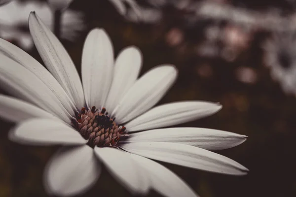 在黑暗的背景下 一个孤独美丽的白色骨盆或非洲菊花的特写 复古音 — 图库照片
