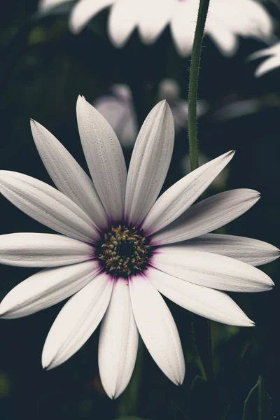 stock image top view of an isolated beautiful white osteospermum or african daisy on dark background