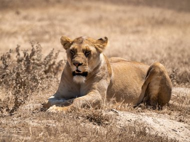 Savana otlarının üzerinde yatan tembel bir dişi aslanın portresi. güzel yeşil arkaplan