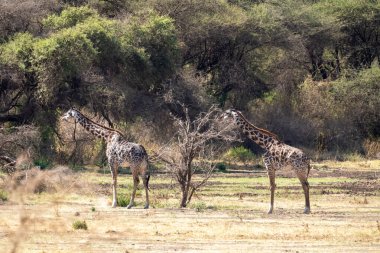 Savanadaki zürafalar sürüsü. park Manyara, Tanzanya