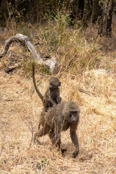 Tropa Del Babuino Amarillo Hábitat Natural Protegido Sur Tanzania —  Fotos de Stock