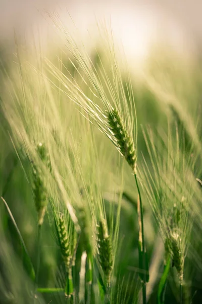 stock image Close-up of spikelets of green brewing barley in a field.