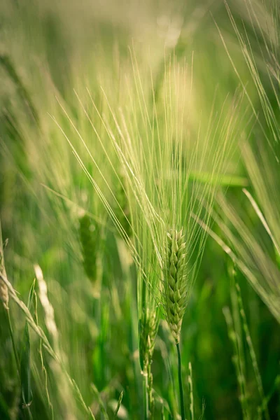 stock image Close-up of spikelets of green brewing barley in a field.