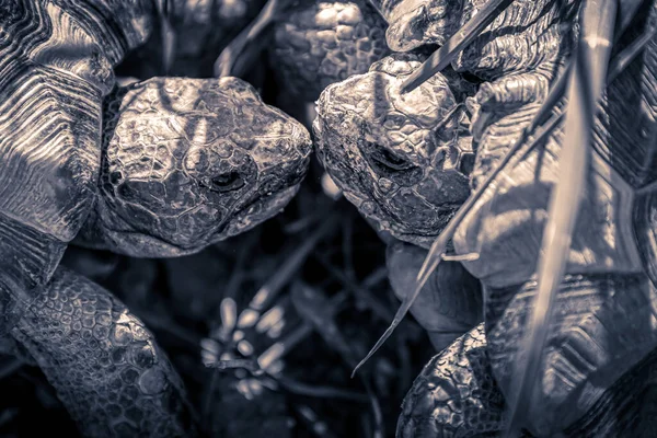 Черепаха Восточного Германа Европейская Земная Черепаха Черепаха Лужайке Природе Целуют — стоковое фото