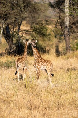 Savananın üzerinde duran iki genç zürafa. Doğada vahşi yaşam, Serengeti, Tanzanya