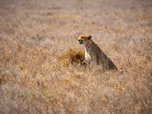 Magányos Gepárd Szavannában Serengeti Park Tanzánia — Stock Fotó