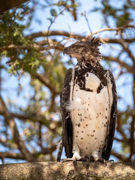 탄자니아 세렝게티 지부에서 독수리 — 스톡 사진