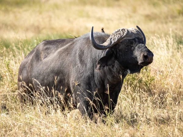 Buffalo Afrique Syncerus Caffer Cape Buffalo Est Gros Bovin Afrique — Photo