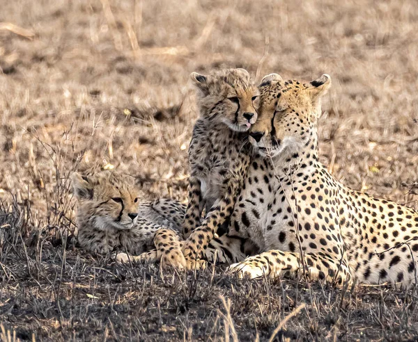 The female cheetah with cubs. The family of cheetah (Acinonyx jubatus). young cheetah cuddles his mom