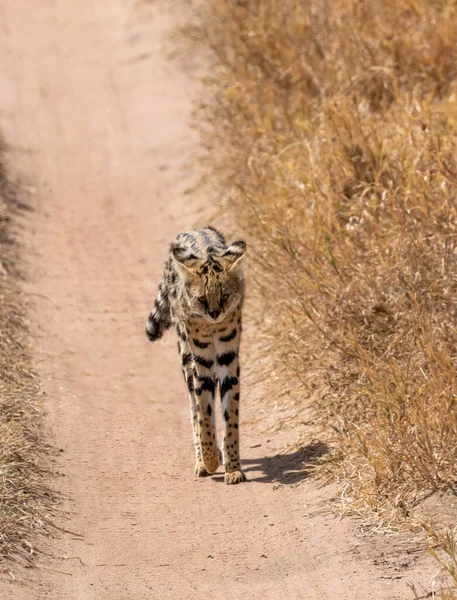 Serval Wild Cat Tanzániai Serengeti Nemzeti Park Ösvényén Áll — Stock Fotó