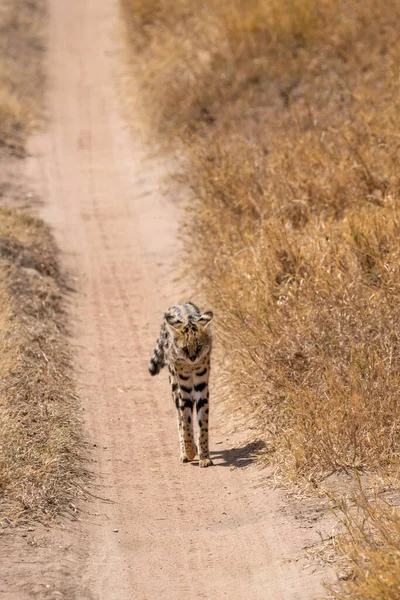 Serval Wild Cat Tanzániai Serengeti Nemzeti Park Ösvényén Áll — Stock Fotó