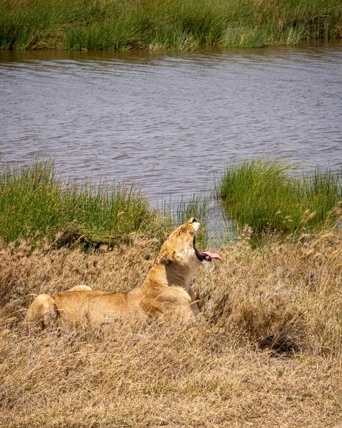 Nőstény Oroszlán Fekszik Szavannán Serengeti Nemzeti Park Oroszlán Ásít Kinyitja — Stock Fotó