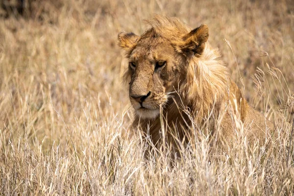 タンザニアのセレンゲティ国立公園のサバンナの若い雄ライオンは — ストック写真