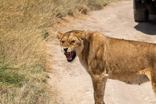 Leona Rugiendo Pasado Parque Nacional Serengeti Tanzania Rueda Del Vehículo —  Fotos de Stock