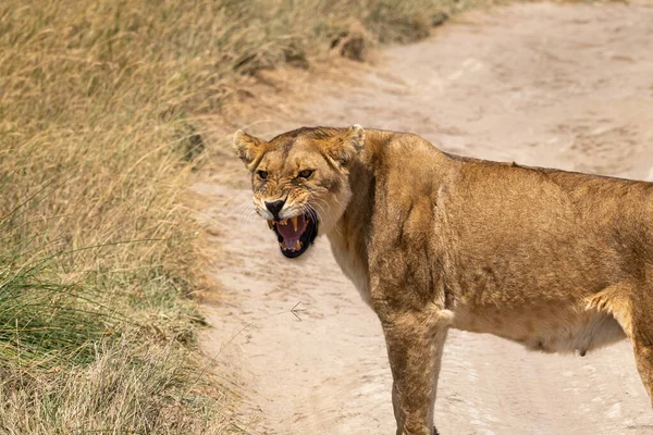 Leona Rugiendo Pasado Parque Nacional Serengeti Tanzania —  Fotos de Stock