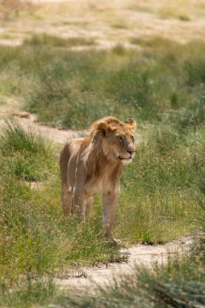 タンザニアのセレンゲティ国立公園の緑の草のサバンナに立つ若い雄ライオン — ストック写真