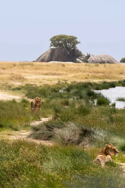 Jonge Mannelijke Leeuw Leeuwin Staand Groene Grassavanne Serengeti National Park — Stockfoto