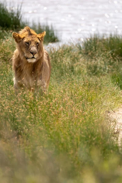 セレンゲティ国立公園の緑の芝生のサバンナに立つ孤立した若い雄ライオン — ストック写真