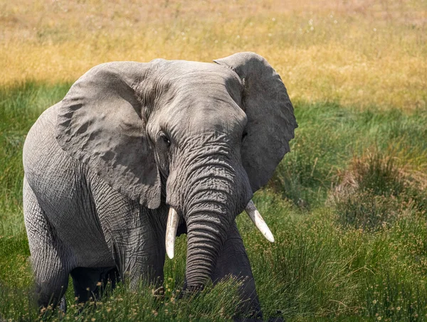 Beautiful View African Bush Elephant Green Savannah — Stock Photo, Image
