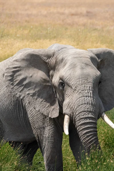 Όμορφη Θέα Ενός Αφρικανικού Ελέφαντα Θάμνου Στην Πράσινη Σαβάνα Μορφή — Φωτογραφία Αρχείου