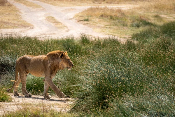 セレンゲティ国立公園の緑の芝生のサバンナに立つ孤立した若い雄ライオン — ストック写真