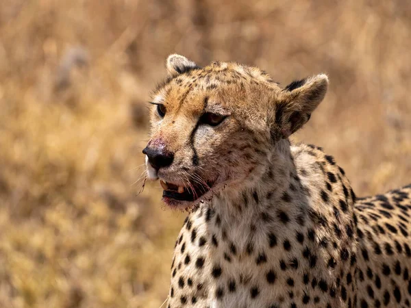 Közelkép Egy Gepárdról Akinek Szája Tele Van Vérrel Egy Étkezés — Stock Fotó