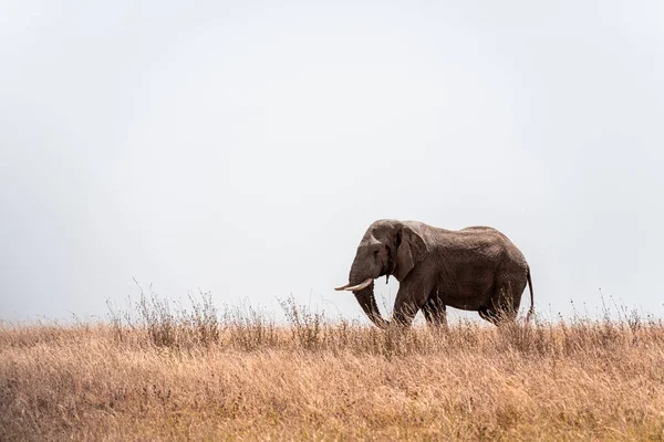 Beautiful View African Bush Elephant Walking Savannah — Stock Photo, Image