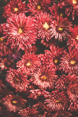 Beautiful bunch of red flowers close-up. full frame of red flowers. top view